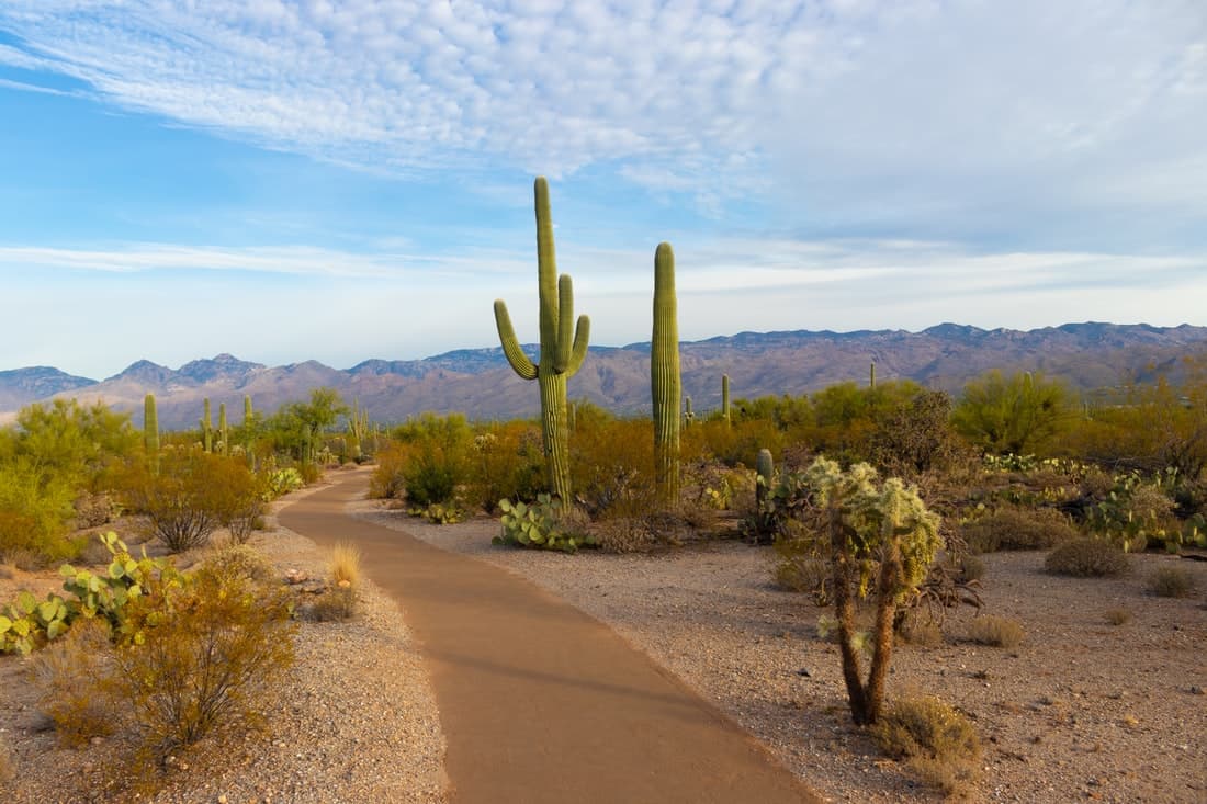 Saguaro National Park